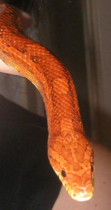 this snake was so orange in person